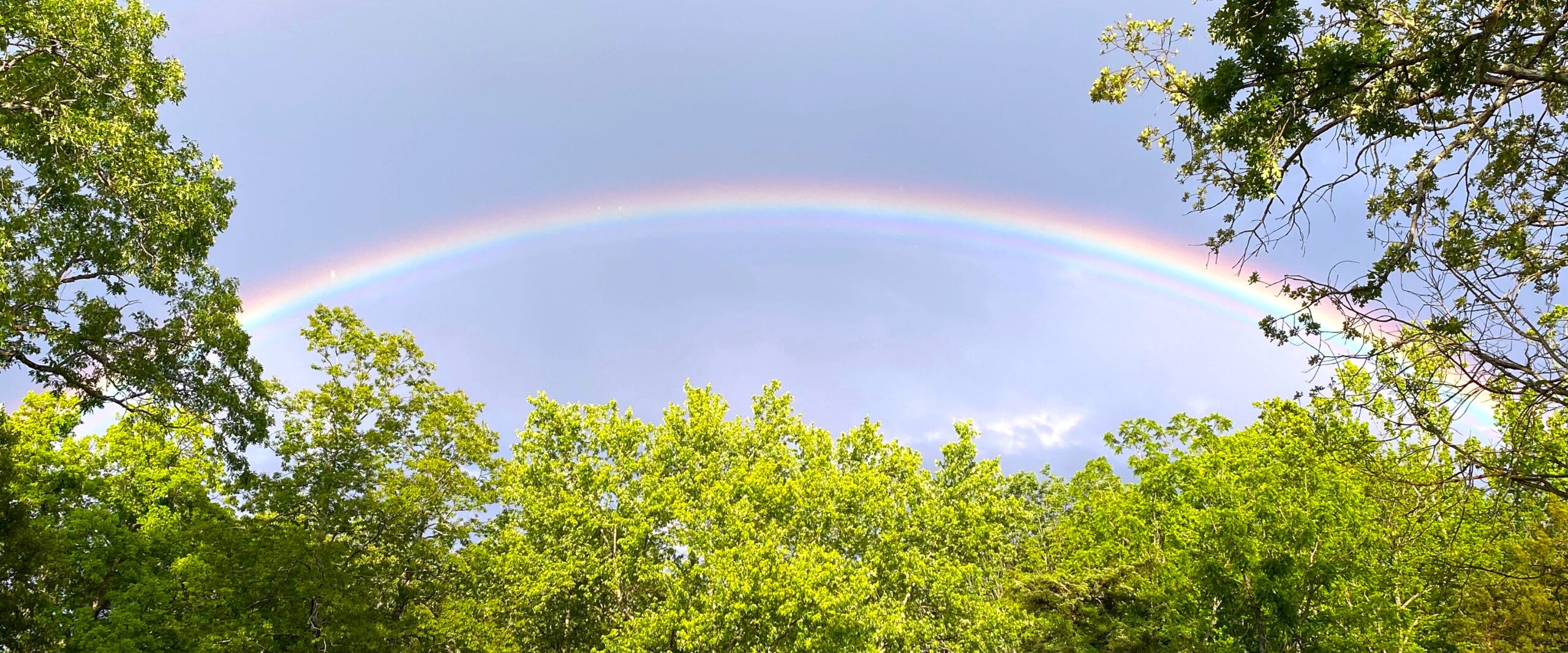 Rainbow in a field